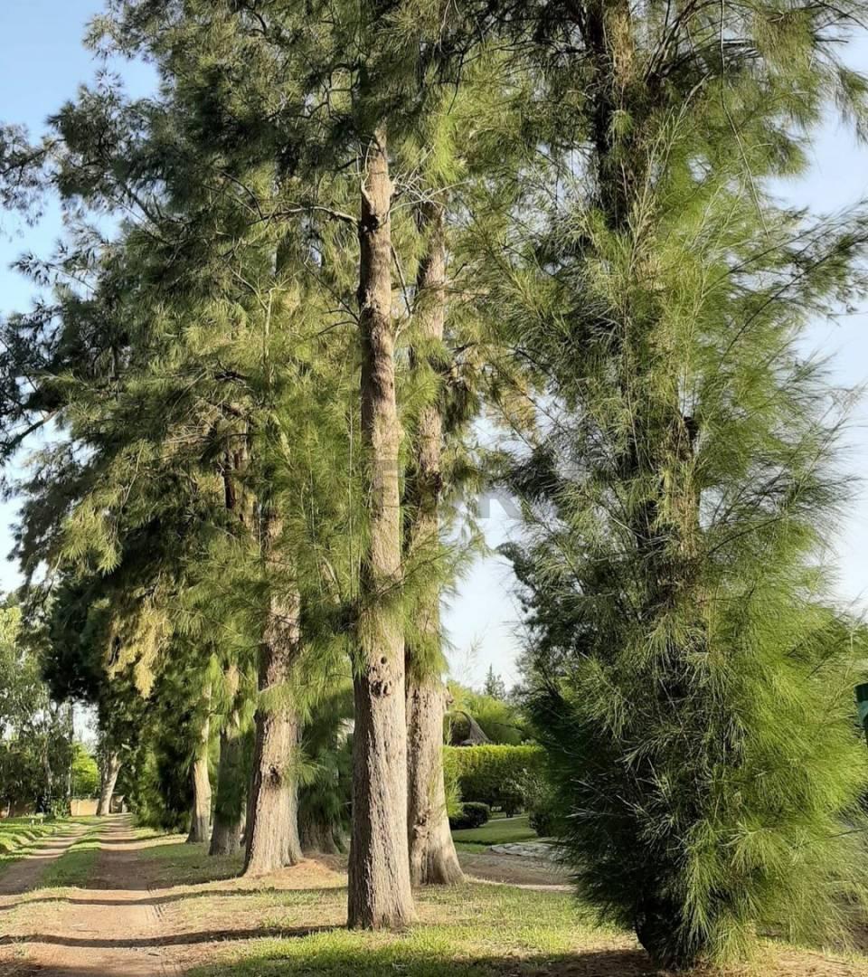 Foto de VENTA LOTE CLUB DE CAMPO LA ARBOLADA, imagen 4