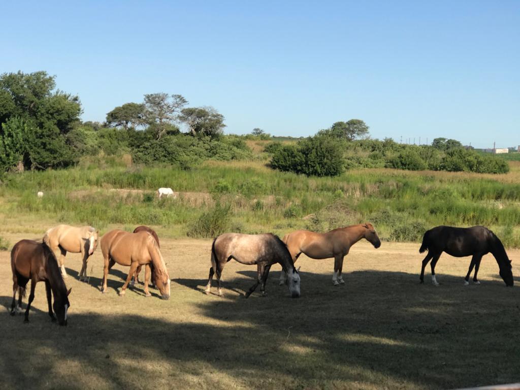 Campo en Venta “los Molinos” San Agustin 2