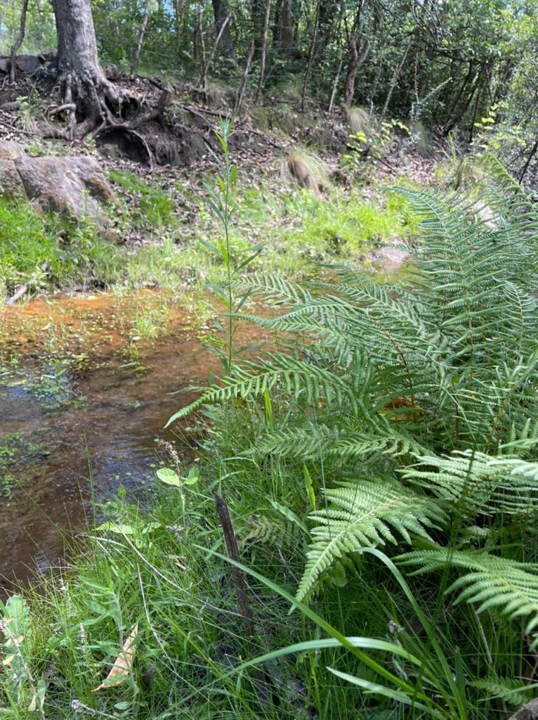 Foto de FRACCION DE VENTICINCO HECTAREAS A LA VENTA EN AGUA DE ORO, imagen 4