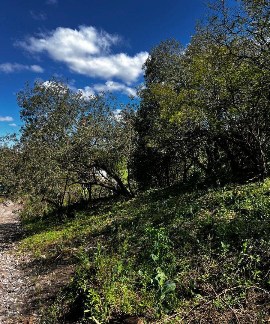 Foto de DOS LOTES A LA VENTA EN MENDIOLAZA – BARRIO LOMAS DE MENDIOLAZA, imagen 3