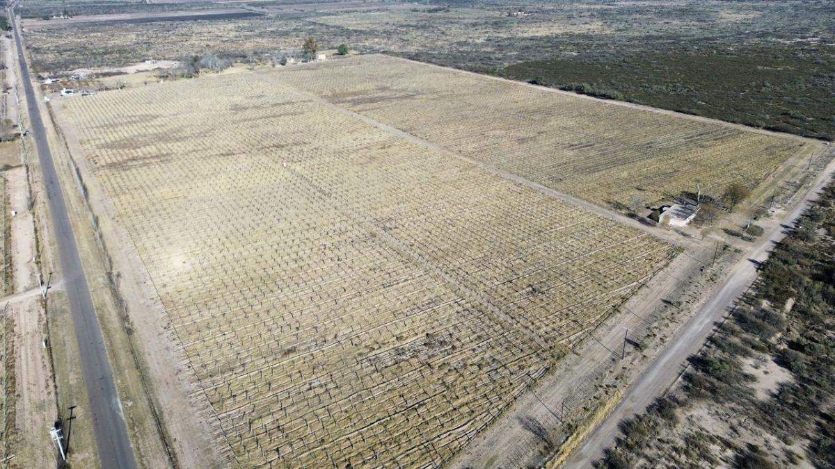 Foto de FINCA ESQUINA EN VENTA – SANTA ROSA, MENDOZA, imagen 1