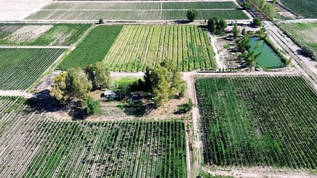 Foto de FINCA DE 32 HS EN VENTA - UGARTECHE / LUJÁN DE CUYO, imagen 4