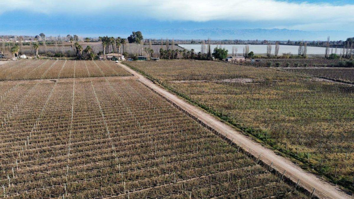 Foto de FINCA 7HA EN VENTA - D° RIEGO Y POZO - MAIPÚ, imagen 1