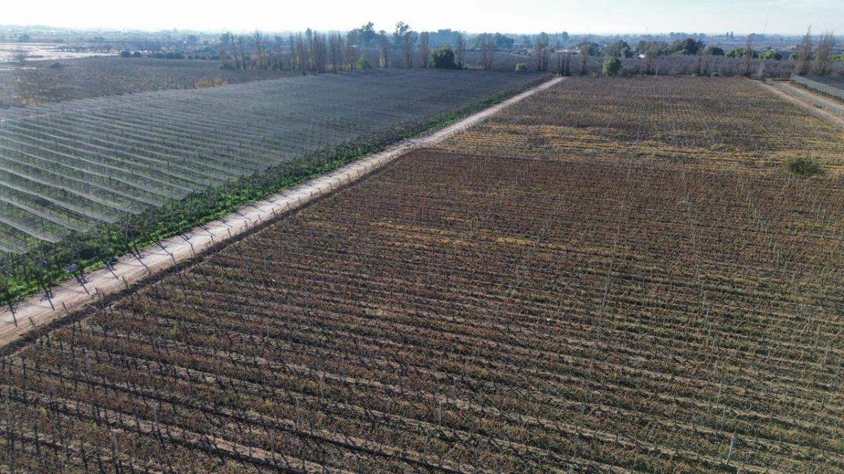 Foto de FINCA 7HA EN VENTA - D° RIEGO Y POZO - MAIPÚ, imagen 2