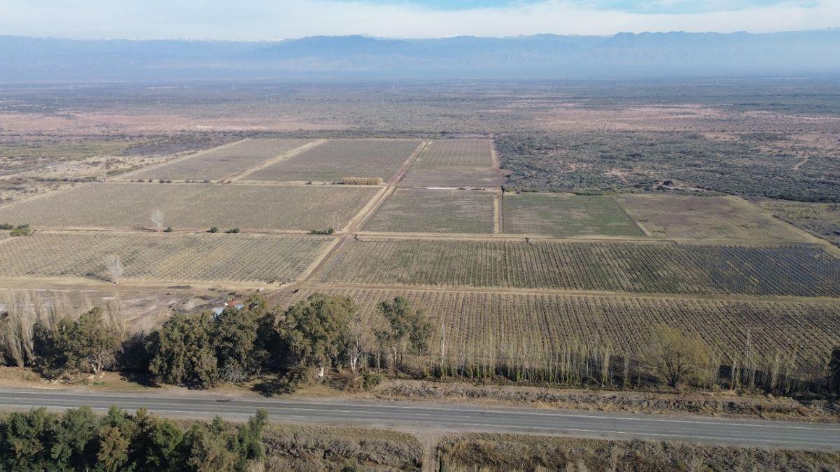 Foto de FINCA DE 59 HA EN VENTA – RUTA 40 - D° DE RIEGO- CAPDEVILLA, imagen 4