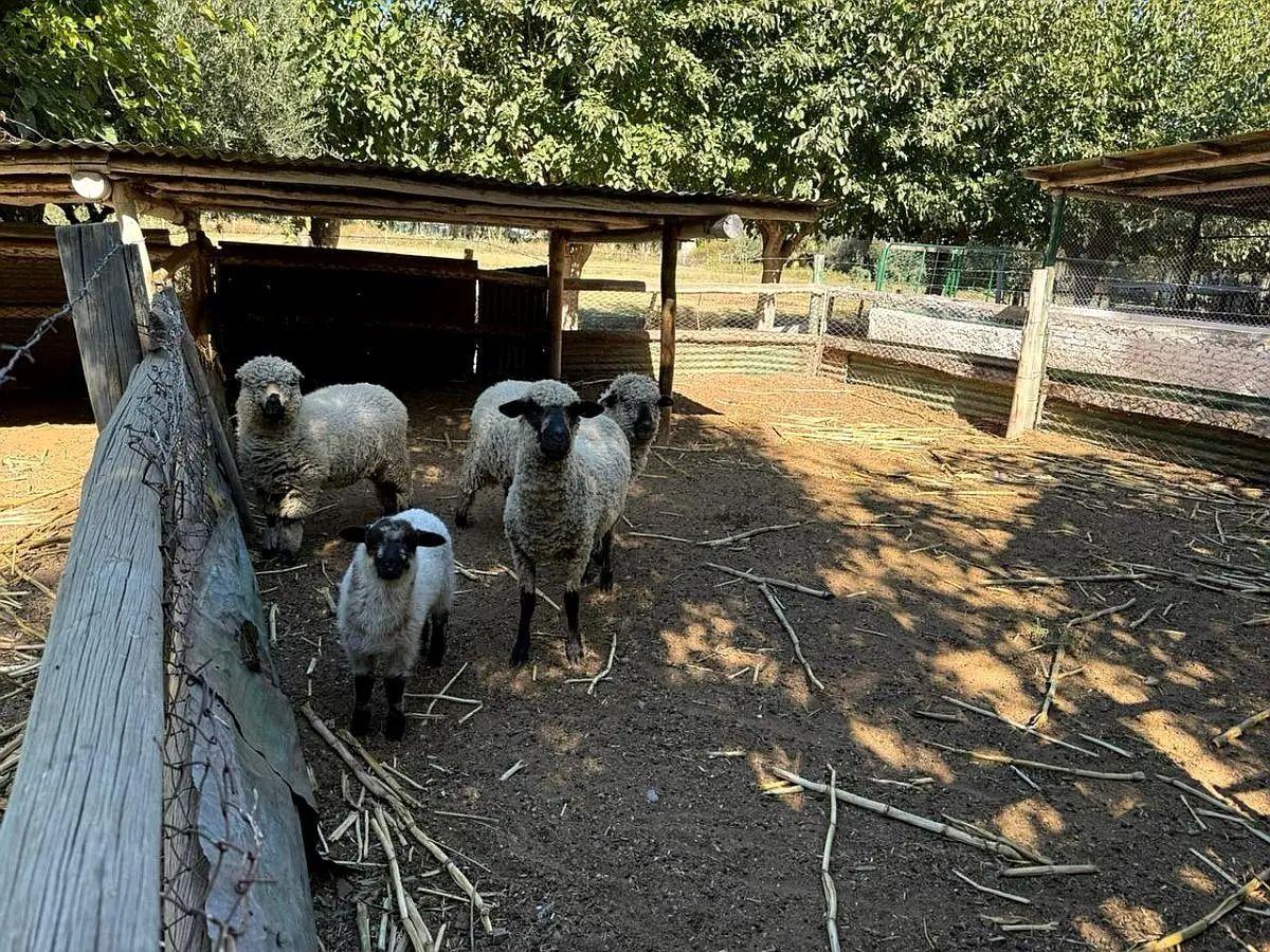 Foto de GRANJA EDUCATIVA 4HA - POTENCIAL TURISTICO, imagen 5