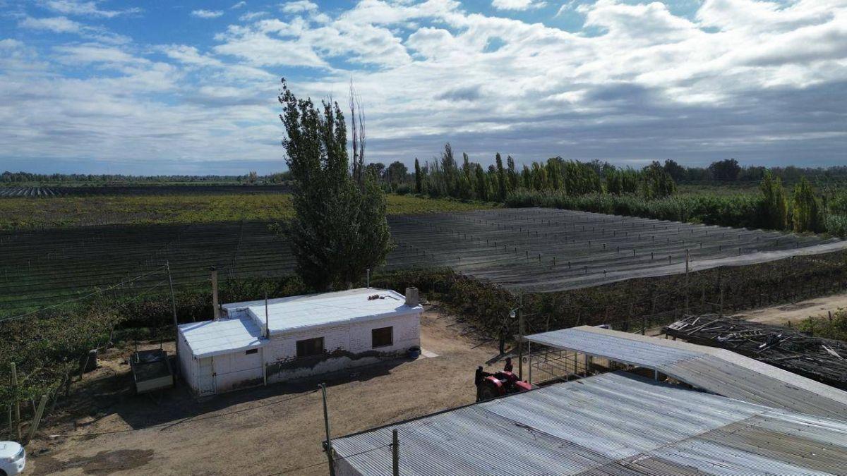 Foto de FINCA DE 15 HA D° RIEGO, POZO, GOTEO, imagen 5