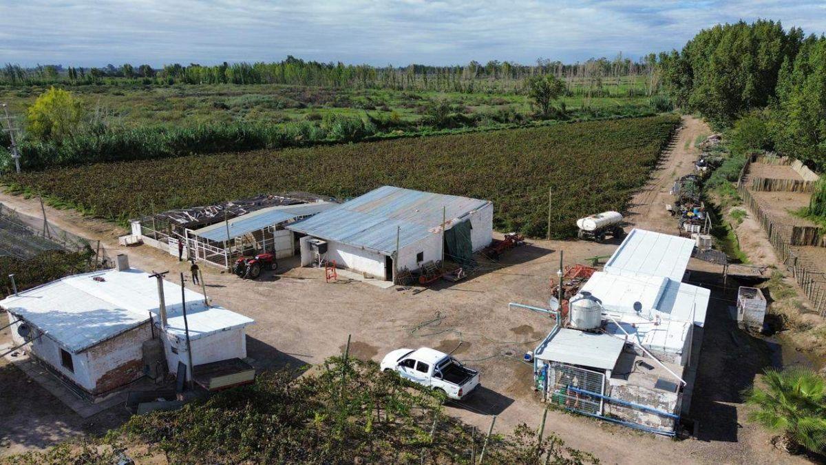 Foto de FINCA DE 15 HA D° RIEGO, POZO, GOTEO, imagen 3