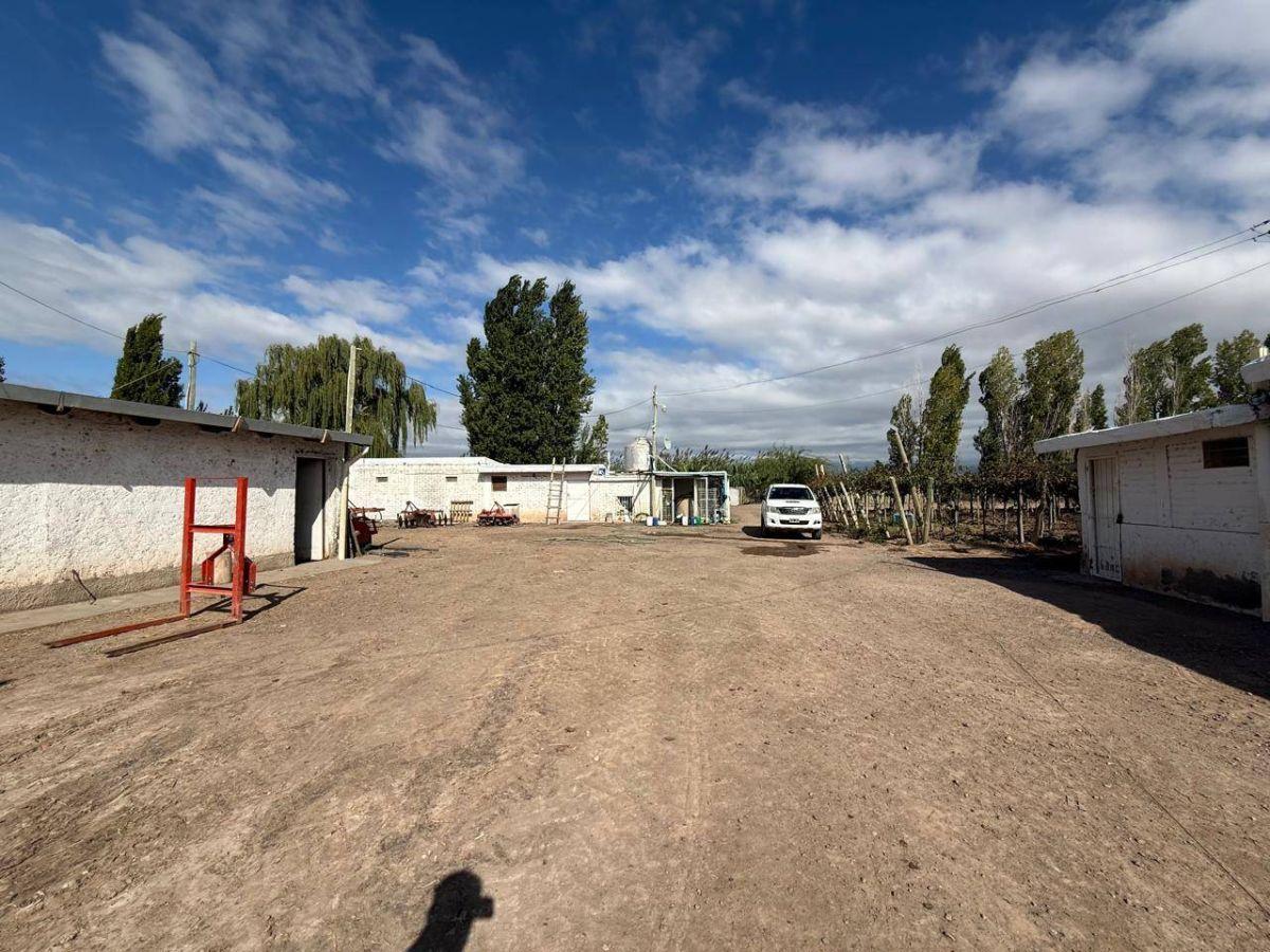 Foto de FINCA DE 15 HA D° RIEGO, POZO, GOTEO, imagen 4