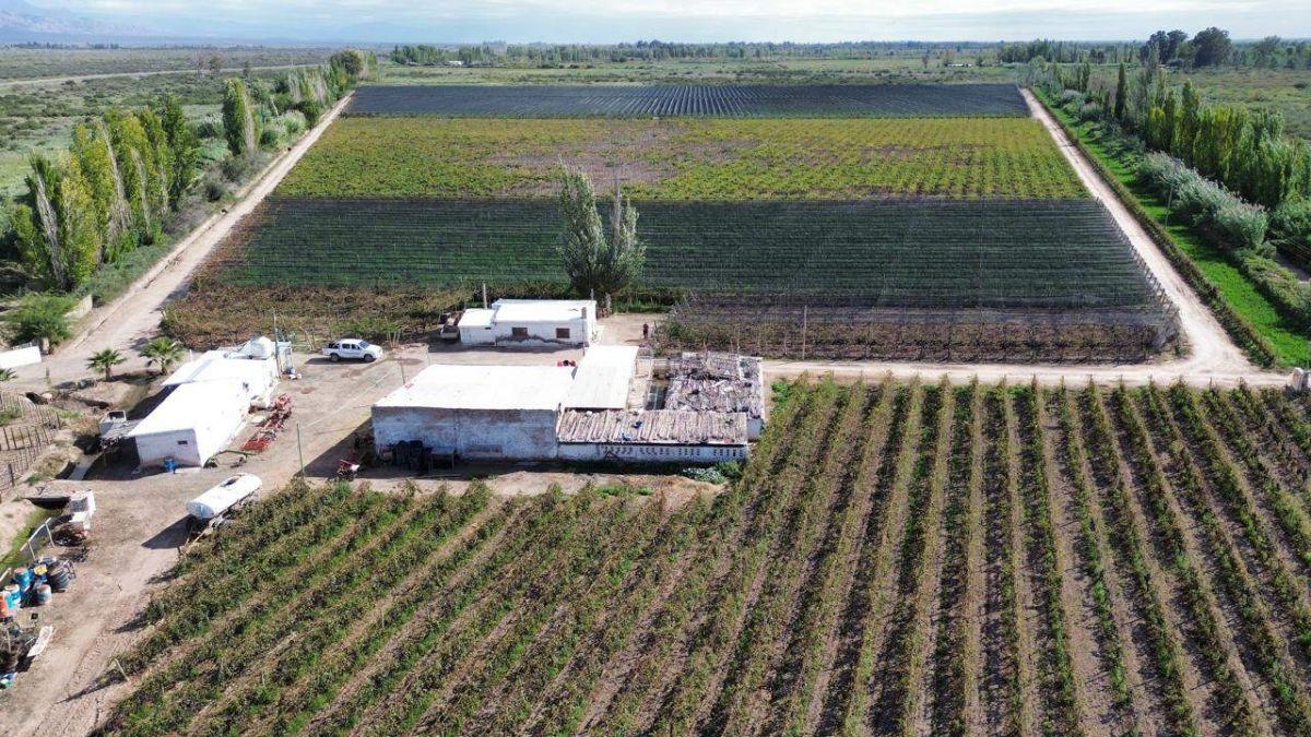 Foto de FINCA DE 15 HA D° RIEGO, POZO, GOTEO, imagen 1