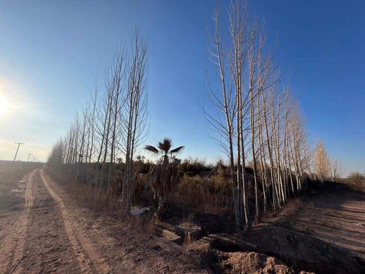 Foto de VENDE FINCA 200 HA - POZOS Y REPRESA - MAIPÚ, imagen 3