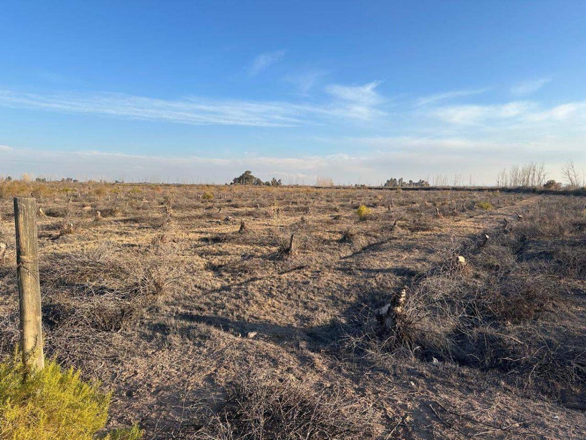 Foto de VENDE FINCA 200 HA - POZOS Y REPRESA - MAIPÚ, imagen 1