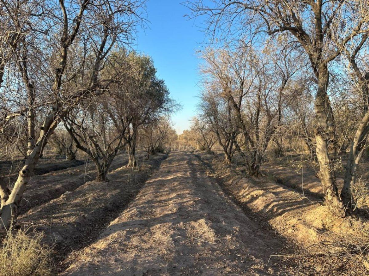 Foto de VENDE FINCA 200 HA - POZOS Y REPRESA - MAIPÚ, imagen 4