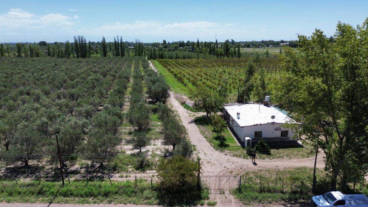 Foto de VENDE FINCA DE 17 HECTÁREAS 8.657 m² – D° A RIEGO Y POZOS - JUNIN, imagen 1