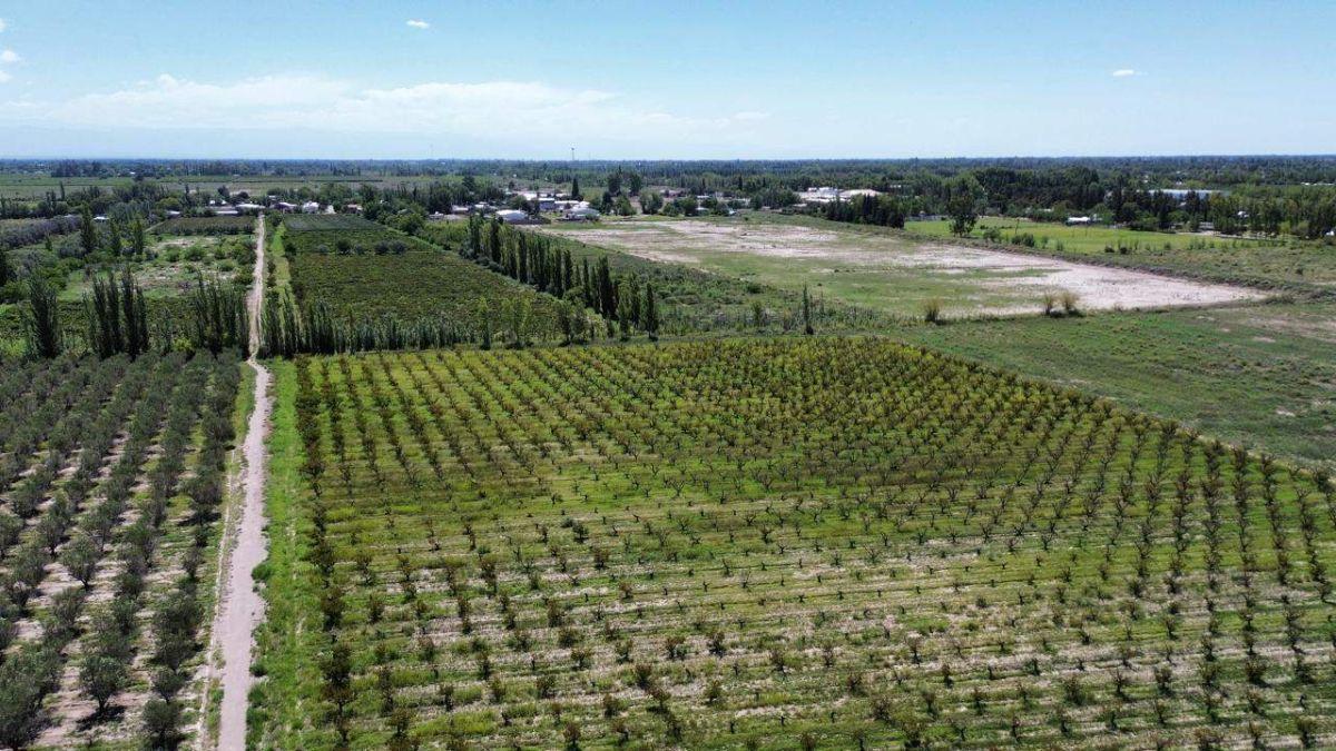 Foto de VENDE FINCA DE 17 HECTÁREAS 8.657 m² – D° A RIEGO Y POZOS - JUNIN, imagen 3