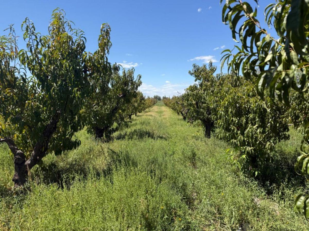 Foto de VENDE FINCA DE 17 HECTÁREAS 8.657 m² – D° A RIEGO Y POZOS - JUNIN, imagen 4