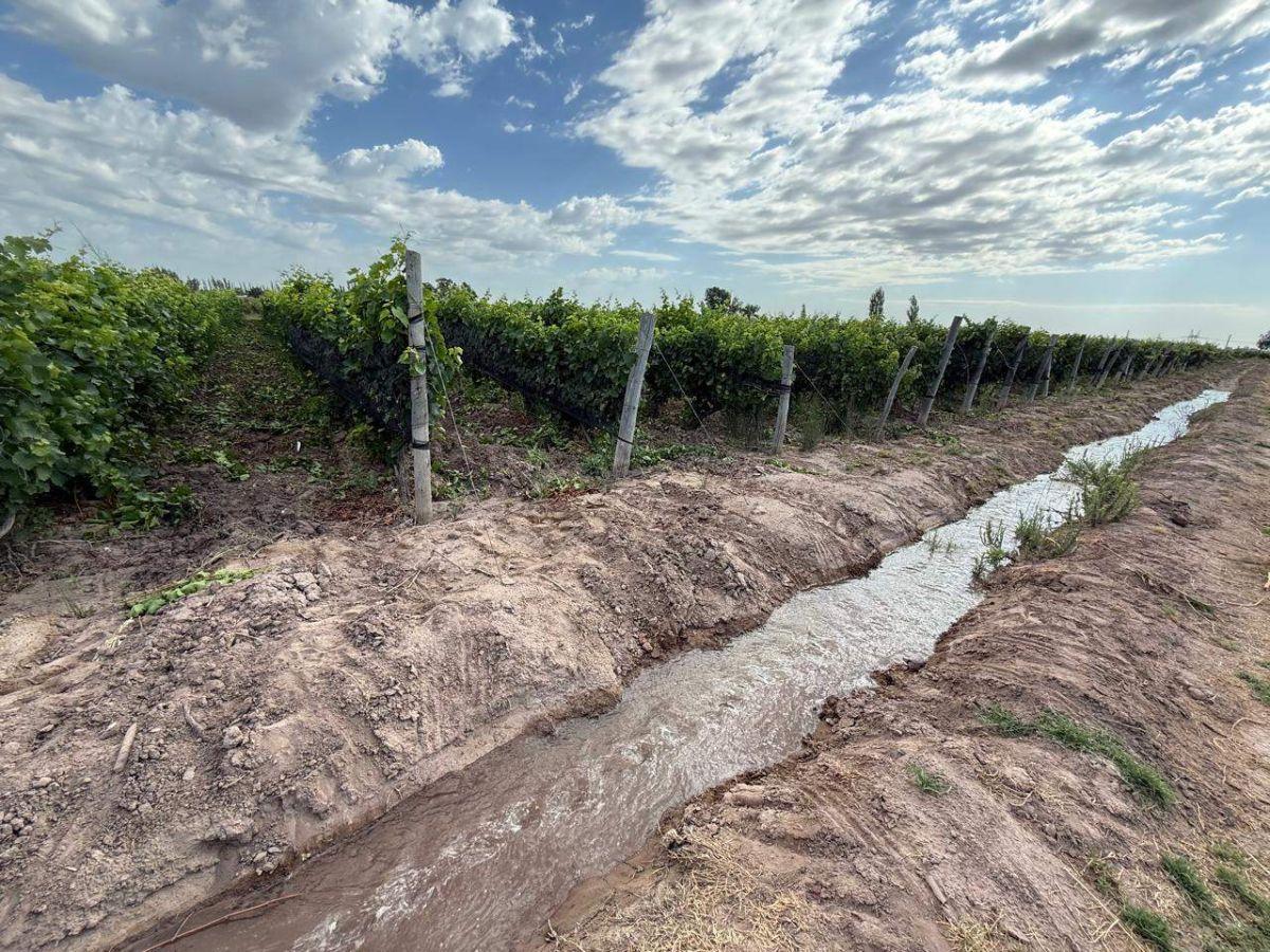 Foto de VENDE FINCA 21.5 HAS - POZO - MAIPÚ, imagen 5