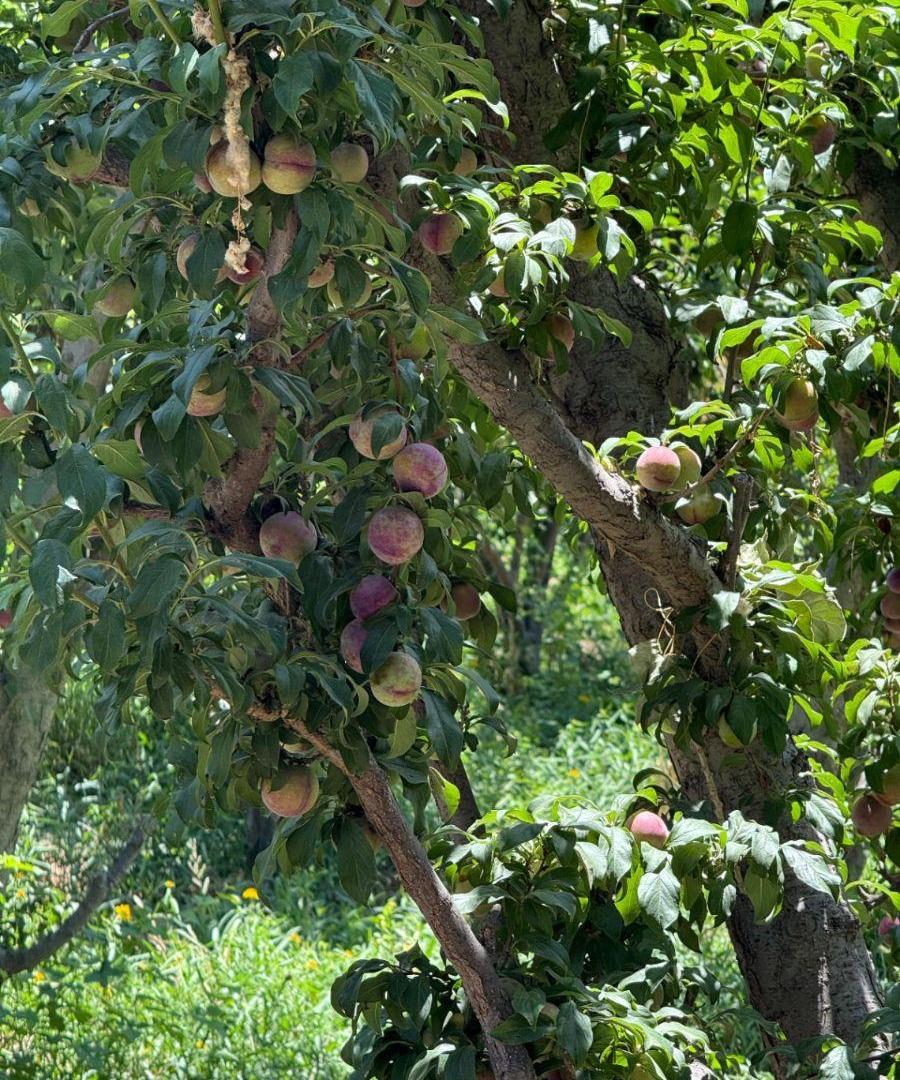 Foto de VENDE FINCA 21.5 HAS - POZO - MAIPÚ, imagen 4
