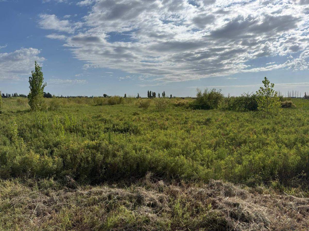 Foto de VENDE FINCA 21.5 HAS - POZO - MAIPÚ, imagen 2