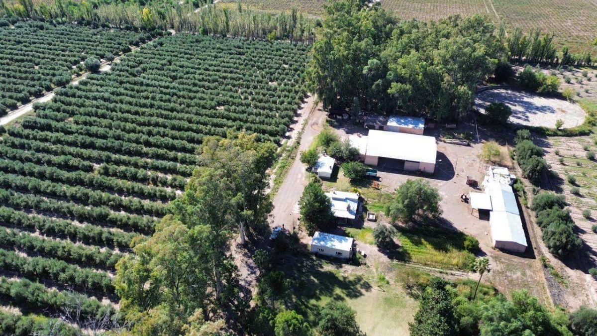 Foto de VENDE FINCA DE 403 HA - DCHO. A RIEGO – INGENIERO GUSTAVO ANDRÉ, LAVALLE, imagen 1
