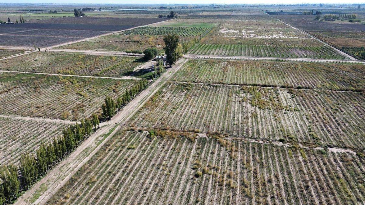 VENDE FINCA PRODUCTIVA DE 18 HA– CHAPANAY, SAN MARTÍN