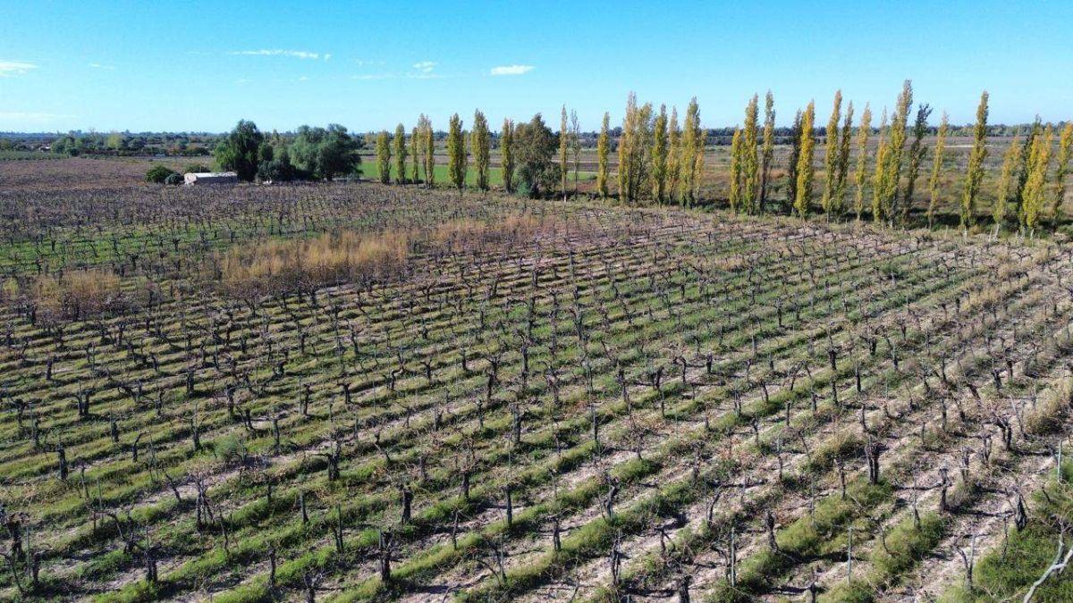 Foto de VENDE FINCA PRODUCTIVA DE 18 HA– CHAPANAY, SAN MARTÍN, imagen 2