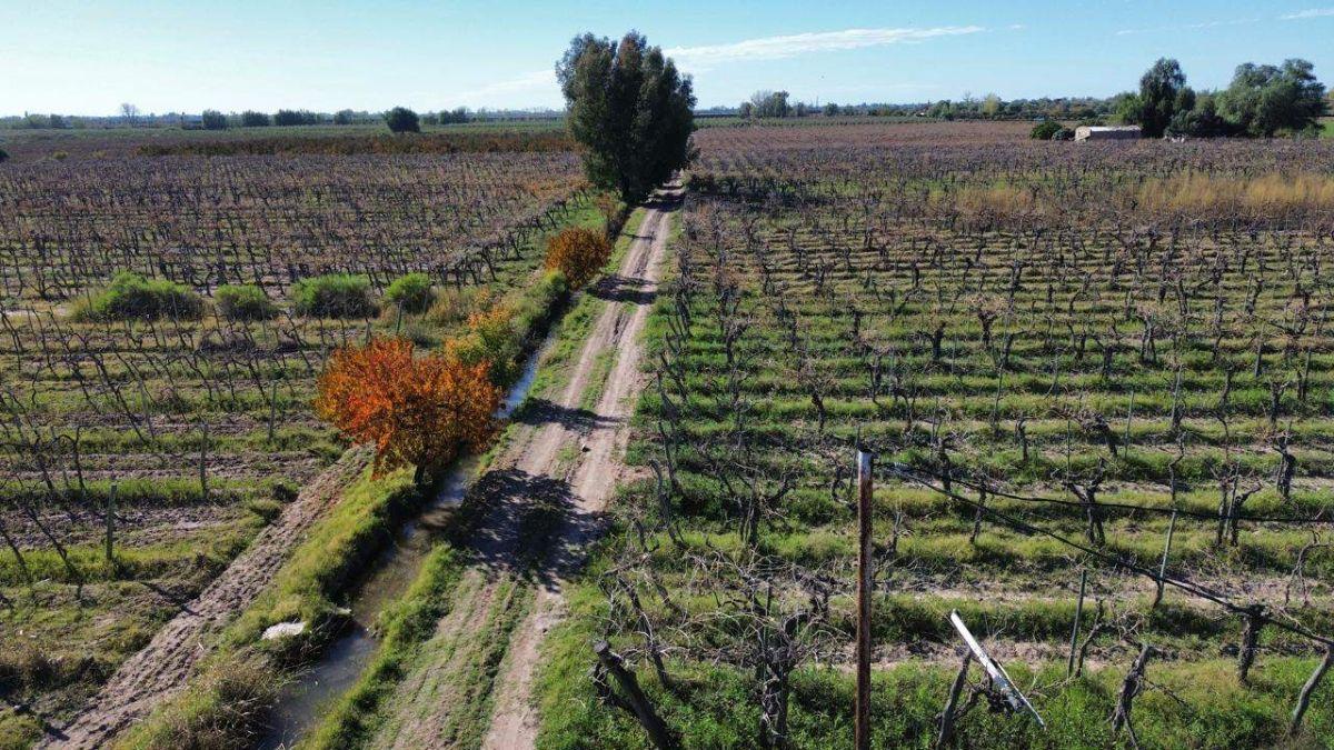 Foto de VENDE FINCA PRODUCTIVA DE 18 HA– CHAPANAY, SAN MARTÍN, imagen 5