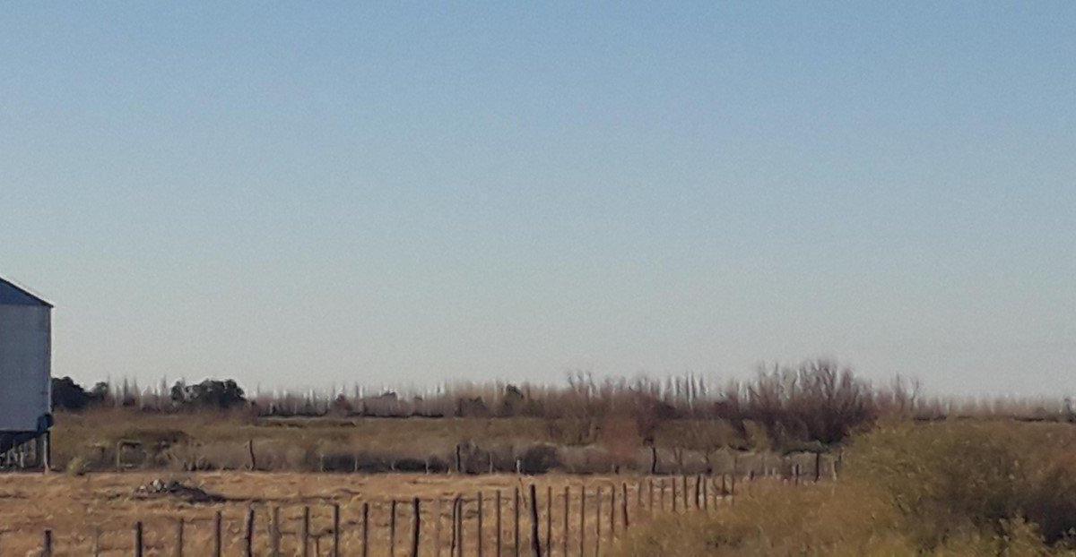 Vendo 7 Ha en San Rafael Mendoza 3