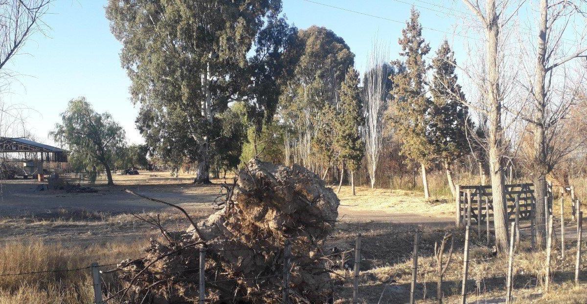Vendo 7 Ha en San Rafael Mendoza 2