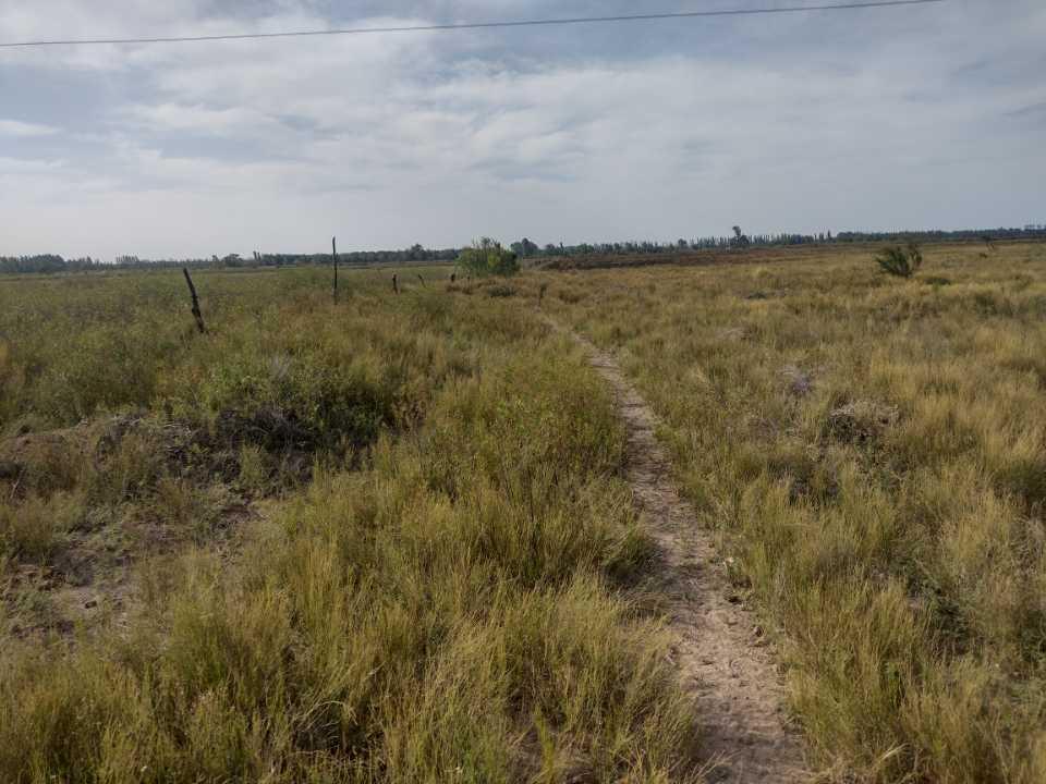 Vendo 12 Ha San Rafael Mendoza 5