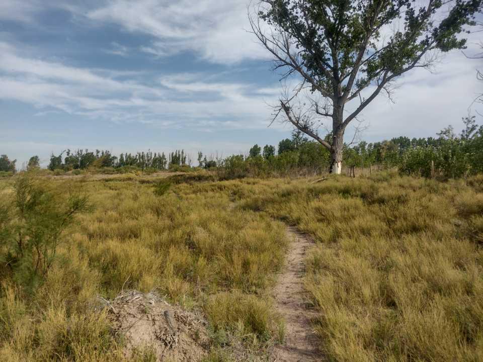 Vendo 12 Ha San Rafael Mendoza 3