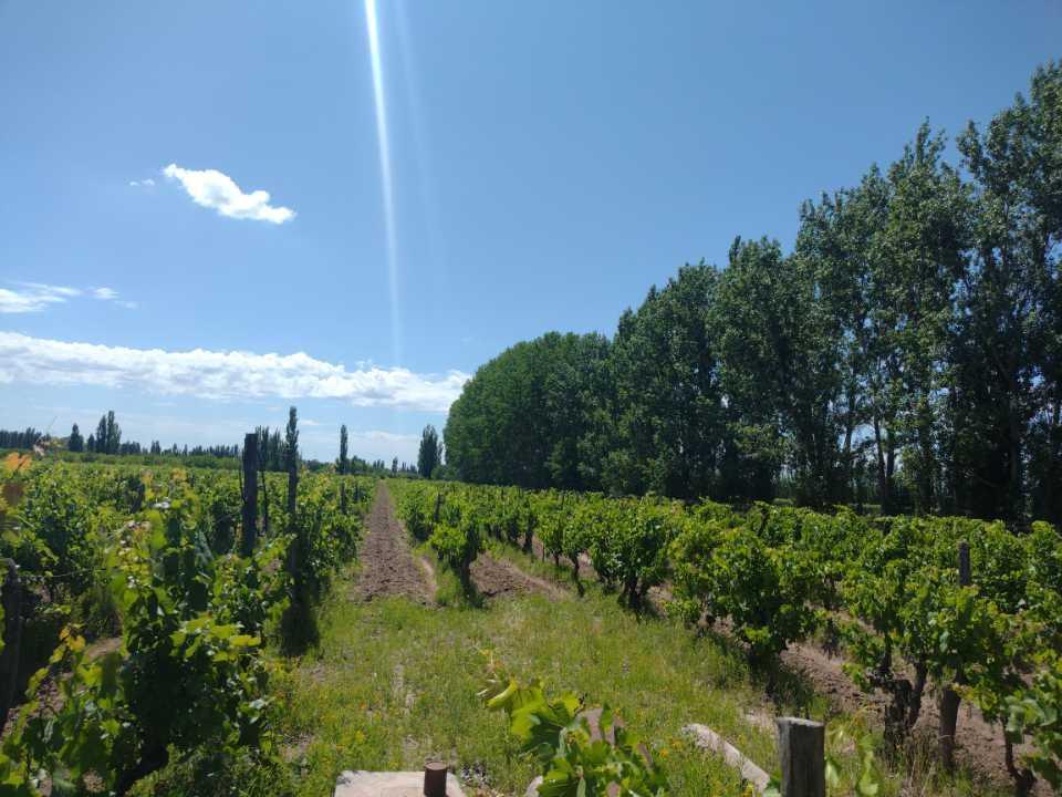 Vendo Finca a Tranquera Cerrada San Rafael Mendoza 2