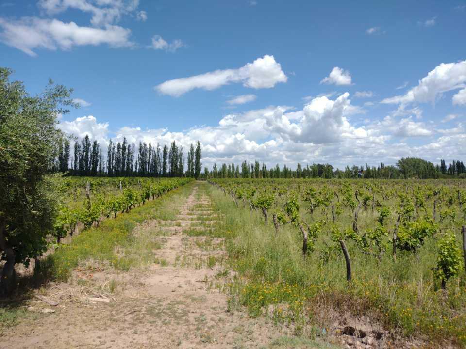 Vendo Finca a Tranquera Cerrada San Rafael Mendoza 4