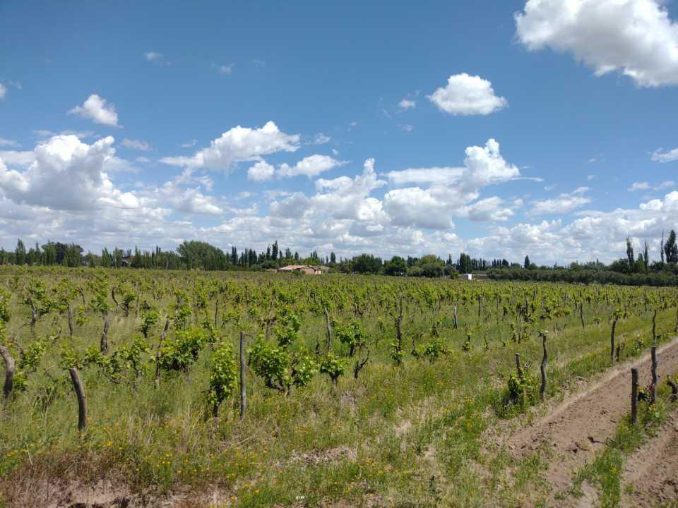 Vendo Finca a Tranquera Cerrada San Rafael Mendoza 1