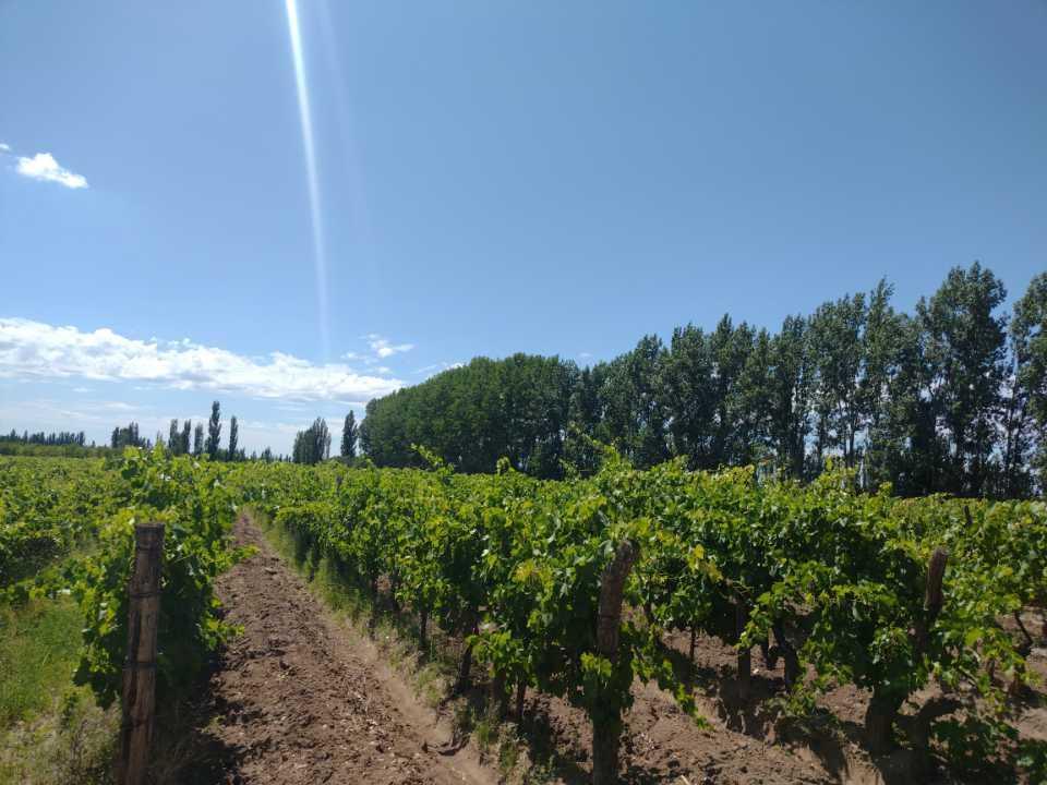 Vendo Finca a Tranquera Cerrada San Rafael Mendoza 5