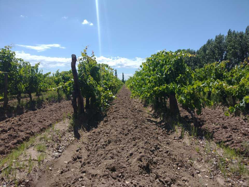 Vendo Finca a Tranquera Cerrada San Rafael Mendoza 3