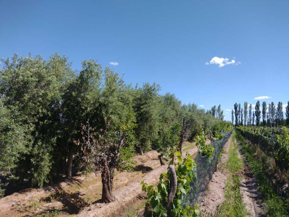 Hermosas Finca Pequeña San Rafael 5