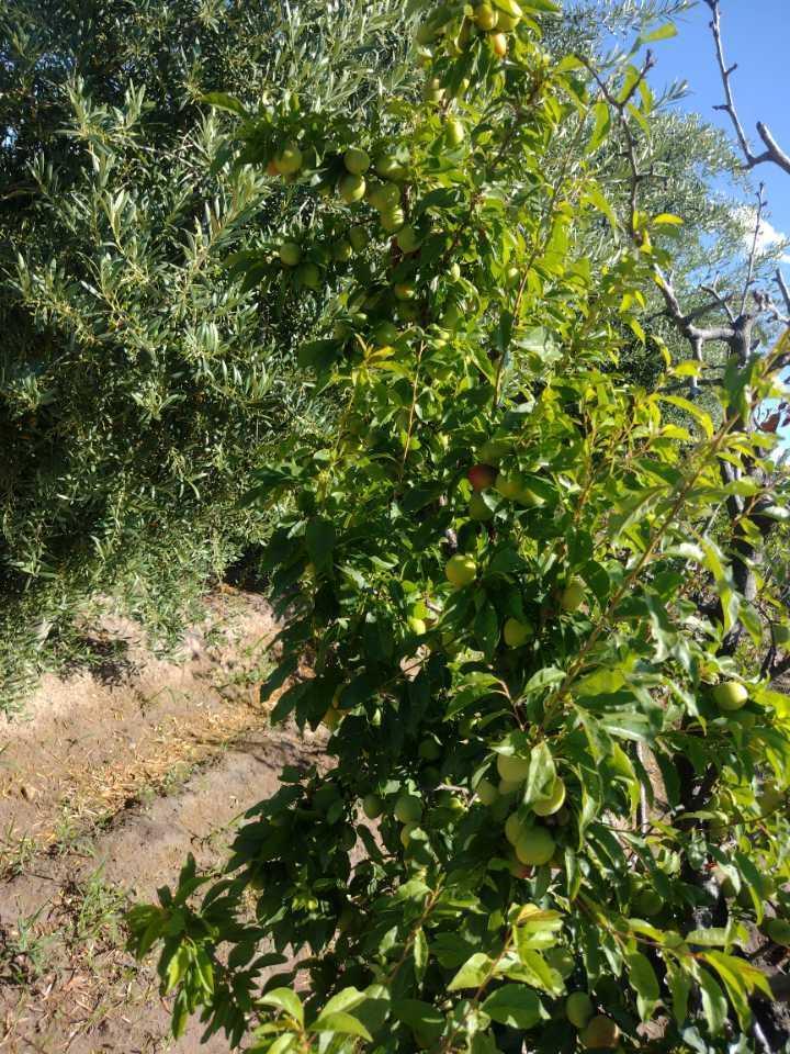 Hermosas Finca Pequeña San Rafael 2