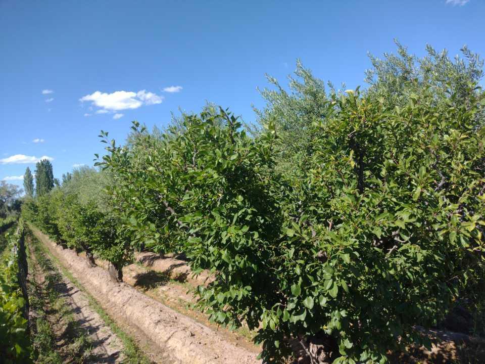 Hermosas Finca Pequeña San Rafael 4