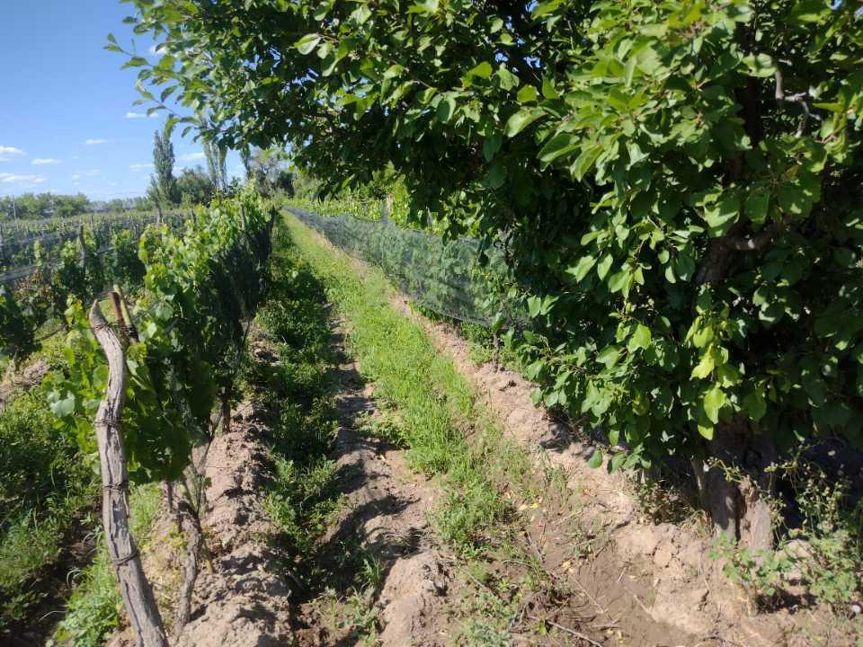 Hermosas Finca Pequeña San Rafael 1