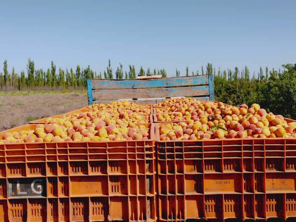 Vendo Finca Productiva a Tranquera Cerrada San Rafael 4