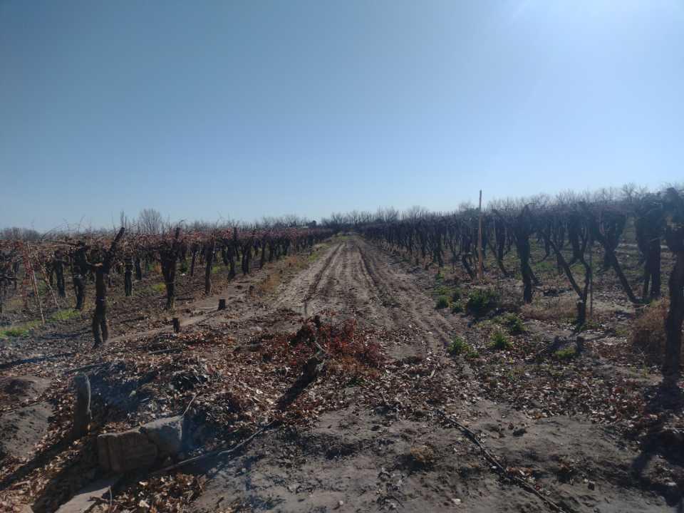 Vendo Finca 5 Hectáreas con Vid San Rafael 5
