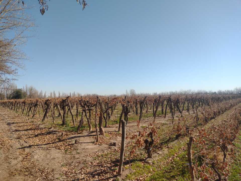 Vendo Finca 5 Hectáreas con Vid San Rafael 1