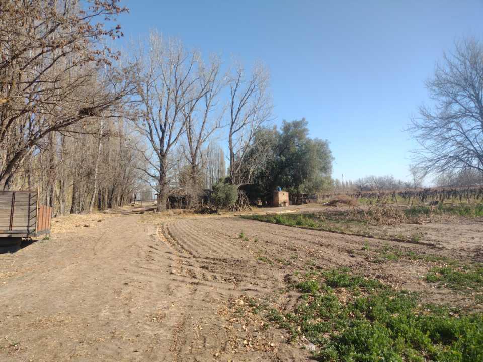 Vendo Finca 5 Hectáreas con Vid San Rafael 2
