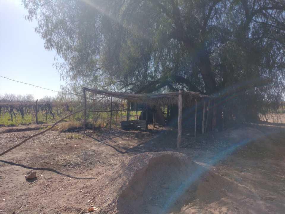 Vendo Finca 5 Hectáreas con Vid San Rafael 4