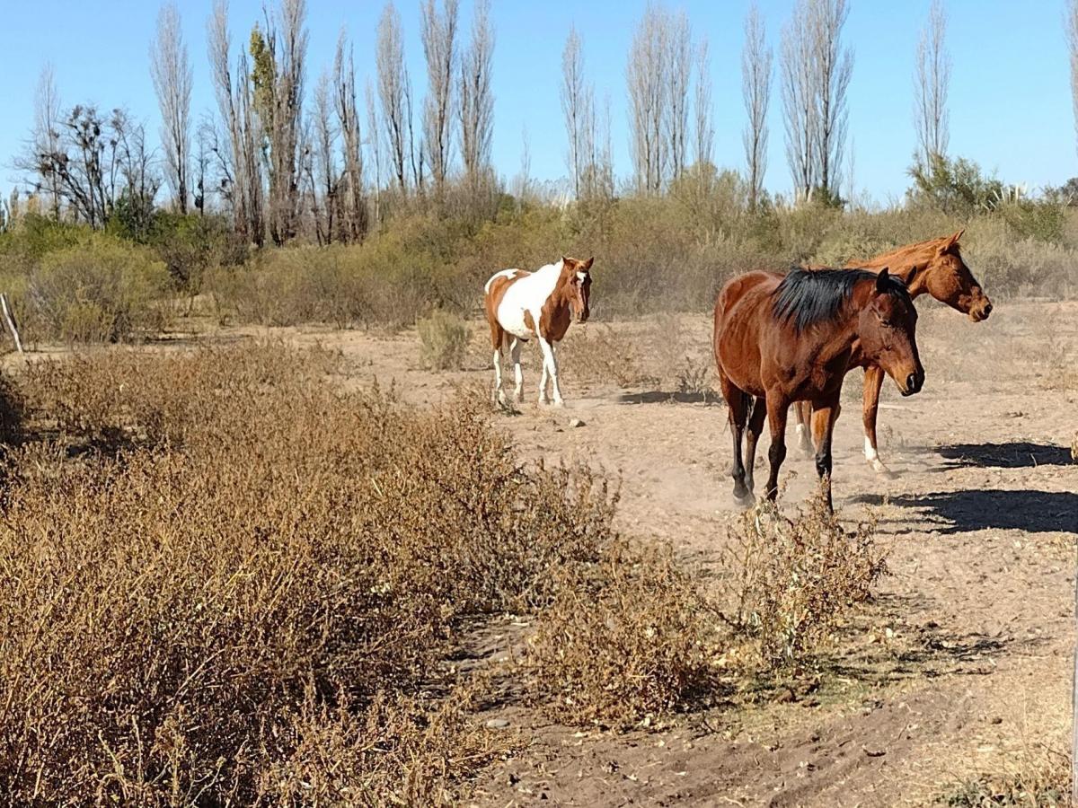 Vendo Chalet, Caballeriza Polero 3