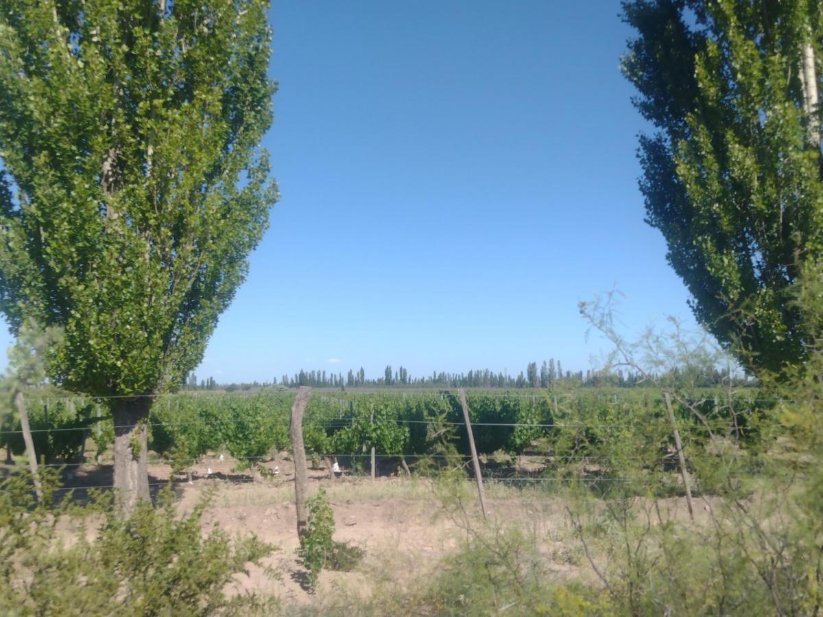 Finca 13 Ha con Produccion, Casa y Galpon 5
