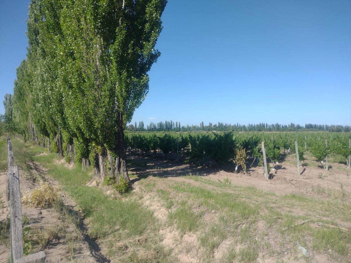 Finca 13 Ha con Produccion, Casa y Galpon 3