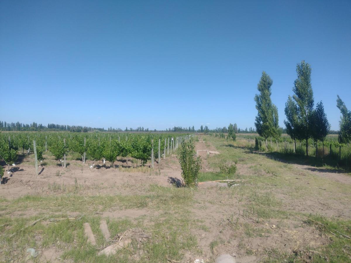 Finca 13 Ha con Produccion, Casa y Galpon 5