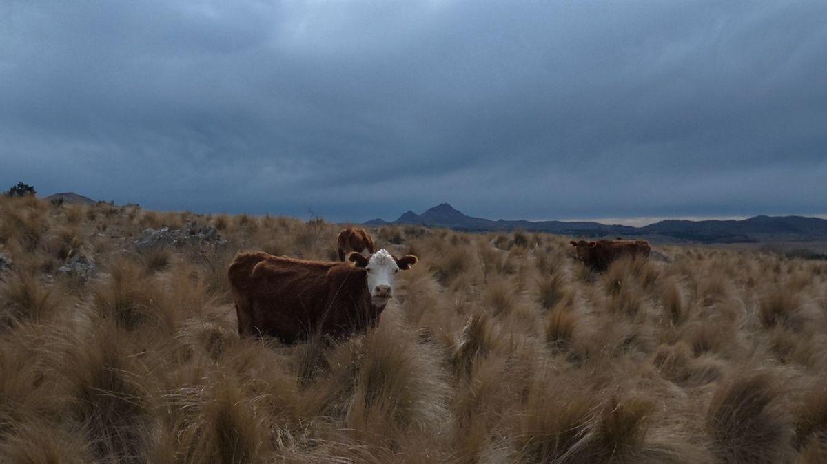 Foto de 60 HECTÁREAS EN VALLE DE PANCANTA – POTENCIAL TURÍSTICO, imagen 4